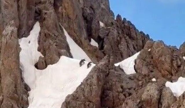 Hel Dağları'nda yaz ortasında ilginç görüntü: Karların üzerinde yürüyen ayılar kamerada