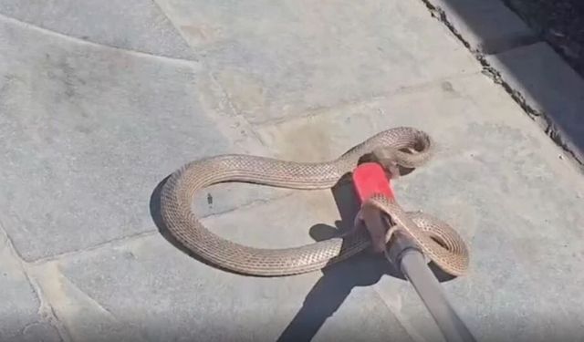 İş yerine giren yılan paniğe neden oldu