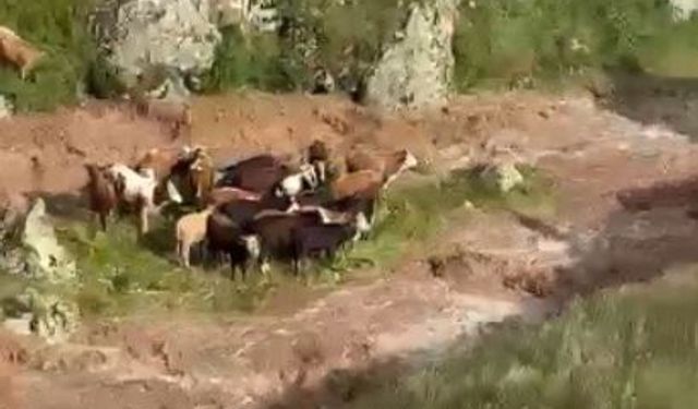 Kars'ta sele kapılan 5 büyükbaş hayvan telef oldu