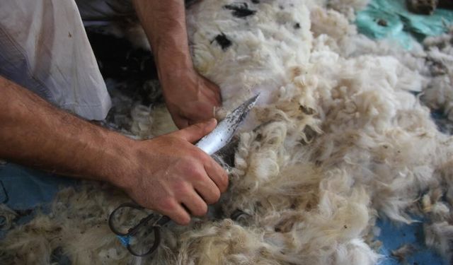 Kırkım sezonu başladı: Yünler artık çöpe gidiyor