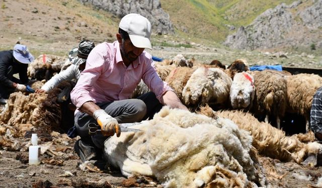 Koyun kırkma mesaisi başladı: Yayla hazırlıkları hız kazandı