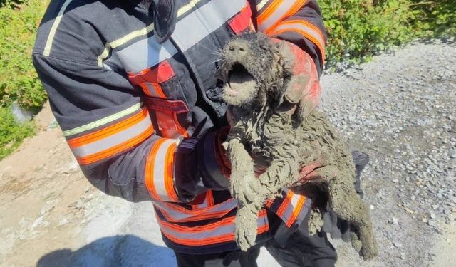 Malatya'da beton içerisinde mahsur kalan yavru köpek kurtarıldı