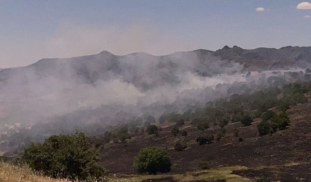 Malatya'da iki ayrı noktada çıkan yangında çok sayıda ağaç yandı