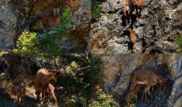 Munzur Dağı'nda anne ve iki yavru dağ keçisi görüntülendi