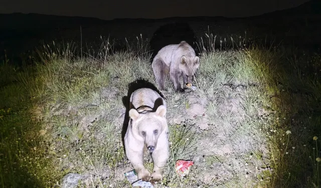 Nemrut Kalderası'nın simgesi ayılar yeniden görüldü