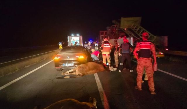 Otomobil ineklere çarptı: 2 inek telef oldu, 2 yaralı