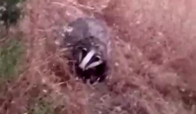 O canlı, Batman'da görüntülendi