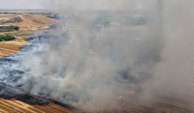 Şanlıurfa'da anızı yakmadan doğrudan ekim uygulaması devrede