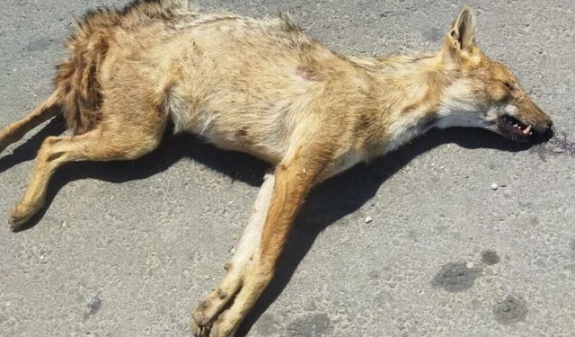 Hilvan'da araç çarpan altın çakal telef oldu