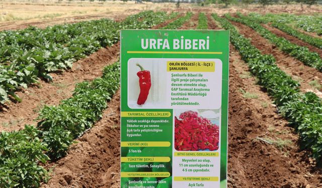 Şanlıurfa'da ata tohumları korunarak üreticilere dağıtılıyor