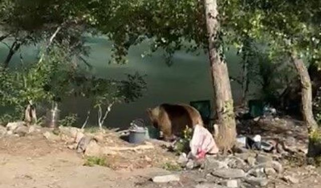 Tunceli'de bozayı piknikçilerin sofrasına indi