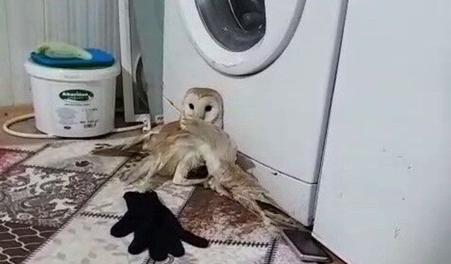Yaralı baykuş tedavi altına alındı