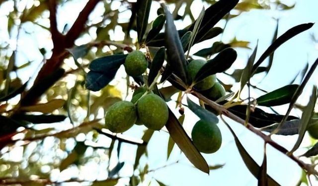 Zeytin bahçelerinde hasar tespit çalışmaları başladı