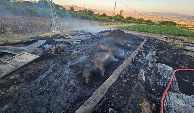 Elazığ'da 10 gün önce alınan 3 inek yangında telef oldu