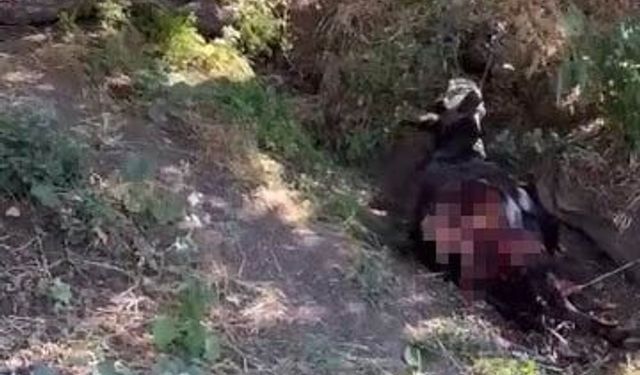 Siirt'te kurdun saldırdığı eşek telef oldu