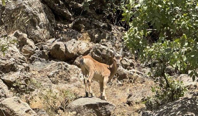 Şırnak'ta dağ keçileri görüntülendi