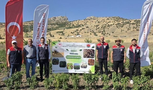 Şırnak'ta sebze hasadı gerçekleştirildi