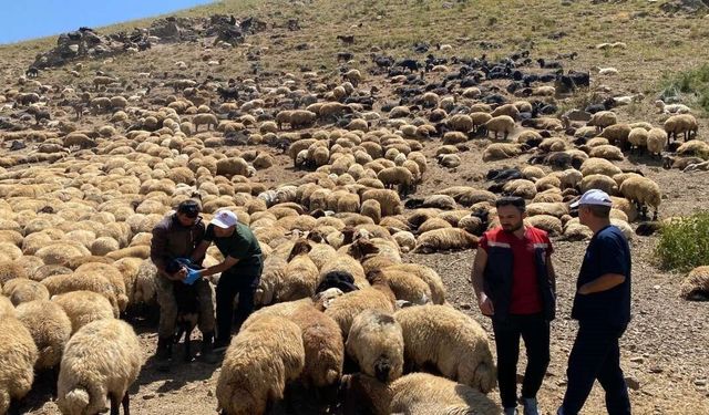 Şırnak'ta veteriner hekimlerden yaylalarda sağlık taraması