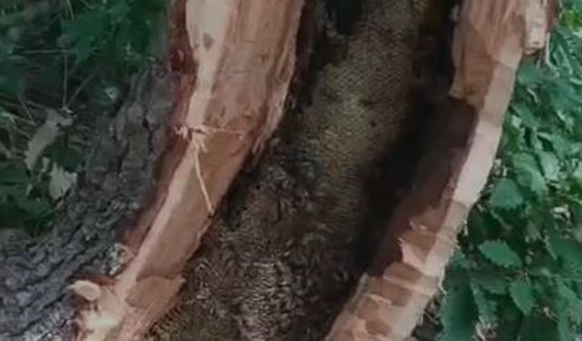 Bingöl'de ağaç kovuğundan kilo kilo doğal bal böyle çıktı