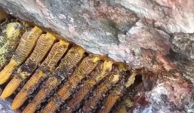 Bingöl'de kayalıklar arasında kilo kilo bal böyle bulundu