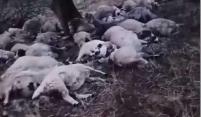 Bingöl'de yıldırım isabet eden 70 koyun telef oldu
