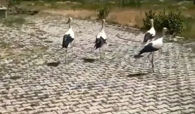 Bitkin halde bulunan leylekler yeniden gökyüzünde