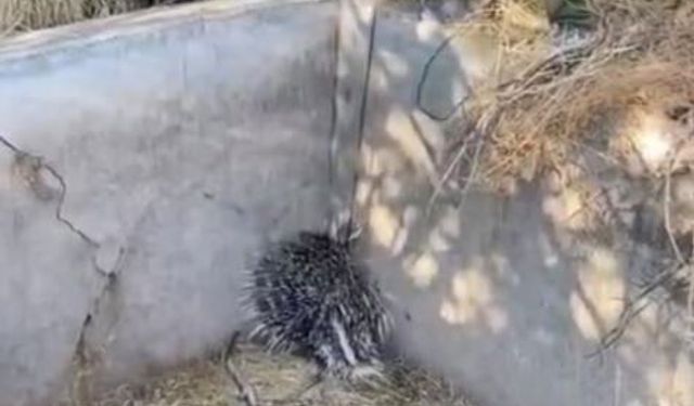 Harput'ta sulama havuzuna düşen oklu kirpi kurtarıldı