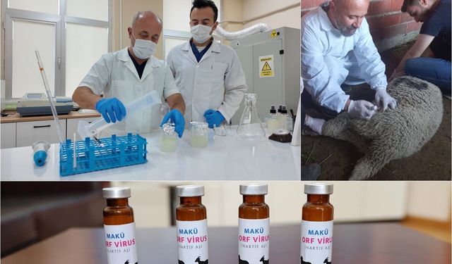 Küçükbaş hayvancılıkta Ektima hastalığınıa karşı yerli aşı geliştirildi