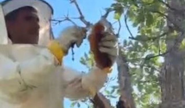 Kuru ağacın gövdesinden 3 kilo bal çıktı