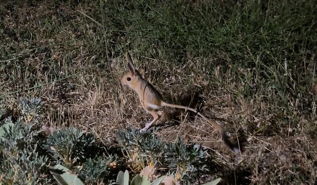 Nadir görülen Arap tavşanı yerleşim alanında görüntülendi