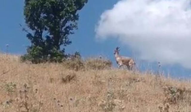Nesli tehlike altındaki dağ keçisi Bingöl'de görüntülendi