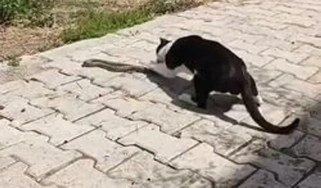 Sokak ortasında kedi-yılan kavgası görüntülendi