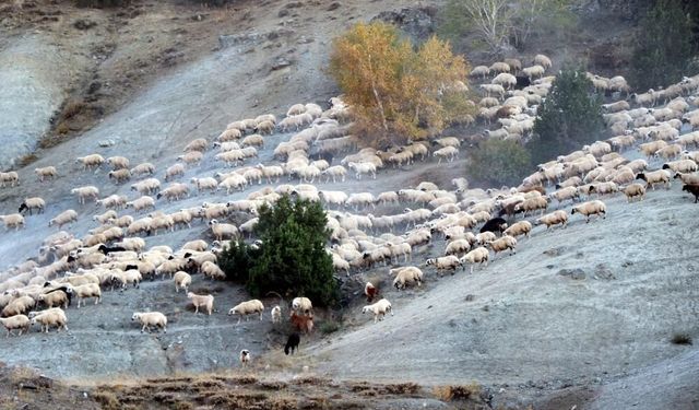 5 ay yaylada kaldılar, şimdi dönüş yolundalar: Göçerlerin yolculuğu başladı