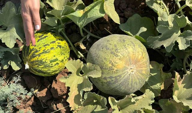 Cizre'de kavun ve karpuz üretim alanlarında teknik kontrol