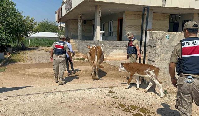 Şanlıurfa'da büyükbaş hayvan dolandırıcılığı: Bir gözaltı