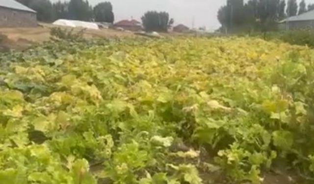 Ağrı'da saatler süren kış hazırlığı: Yazın bereketi sofralara taşınıyor