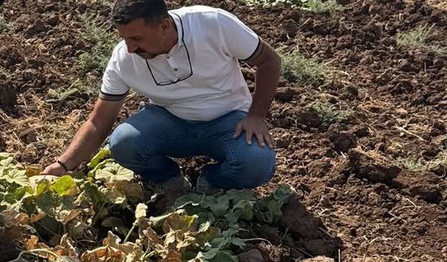 Cizre'de üretim alanlarında teknik inceleme