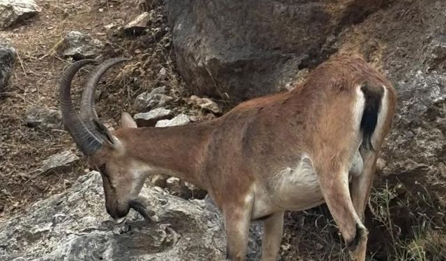 Elazığ'da dağ keçileri kayalık alanda böyle görüntülendi