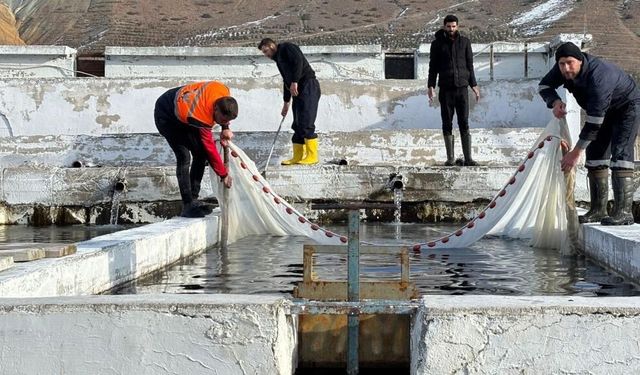 Erzincan'da 16 tesiste milyonlarca alabalık üretiliyor