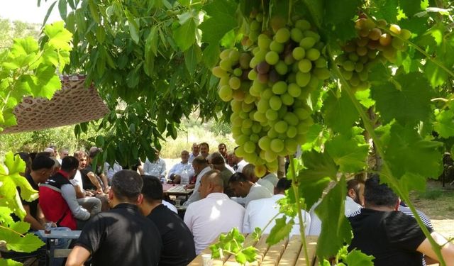 Gercüş'te mezrone üzümü için kooperatif kuruluyor
