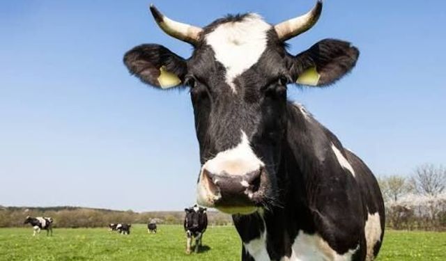 2027 yılı besilik sığır ithalatı için başvurular başlıyor