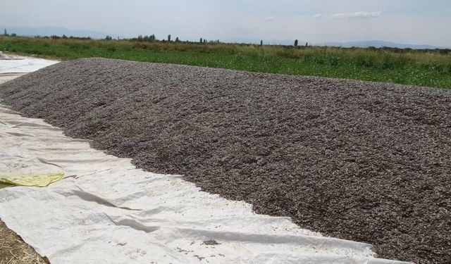 Malatya'da çerezlik ayçiçeğinde verim yüz güldürdü