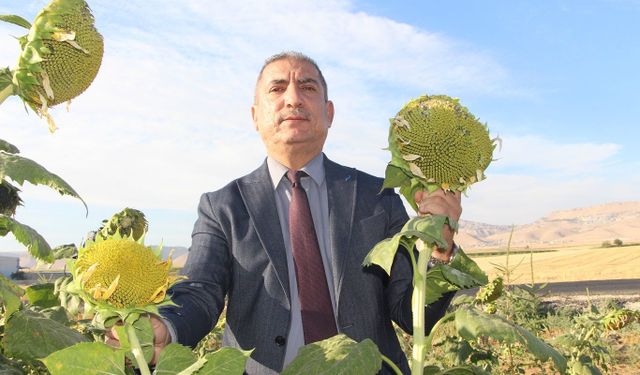 Mardin'de su kısıtlamaları ayçiçeği ekimini artırdı