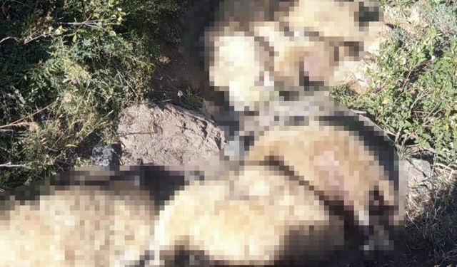 Tunceli'de yaylada korku dolu anlar: 40 koyun telef oldu