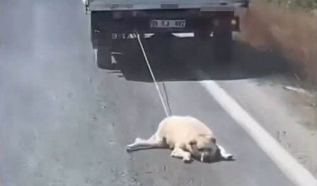 Yoldan geçen sürücüler tepki gösterdi: Köpeği kamyonetin arkasında sürüklediler