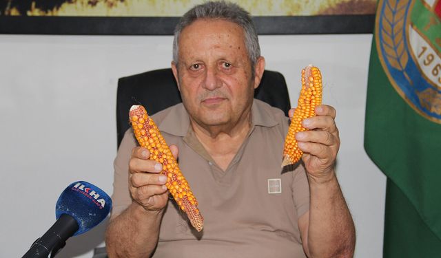 Ziraat Odası Başkanı Aydiş: Mısırda verim her sene düşüyor