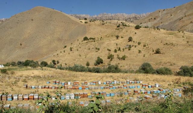 15 yıldır arıların peşinden dağlara çıkıyor! Şırnak'ta hasat zamanı yaklaşıyor