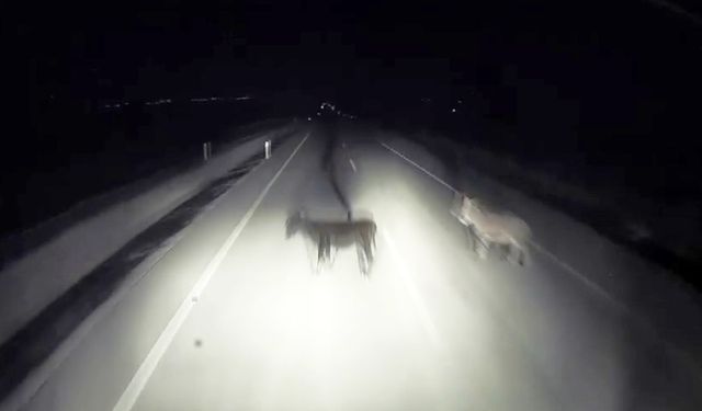 Tırın eşeklere çarpma anı görüntülere yansıdı