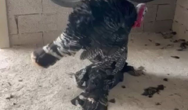 Erkek hindi, ölen dişi hindinin başından ayrılmadı