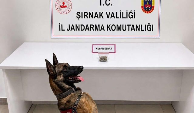 Şırnak'ta narkotik ve aranan şahıslara operasyon: 12 tutuklama